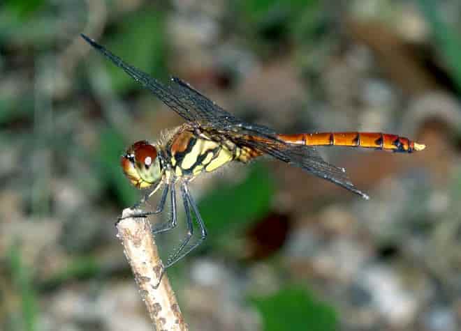 昆虫図鑑・コノシメトンボ